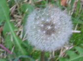 Enlarge photo 250