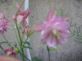Enlarge photo 255