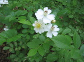 Enlarge photo 257