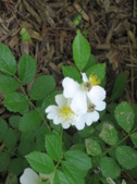Enlarge photo 258