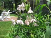 Enlarge photo 259
