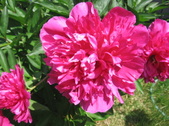 Enlarge photo 261