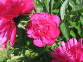 Enlarge photo 262