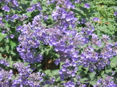 Enlarge photo 265