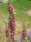 Enlarge photo 266