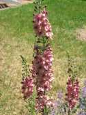Enlarge photo 267