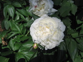 Enlarge photo 270