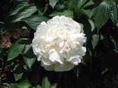 Enlarge photo 271