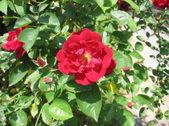 Enlarge photo 276