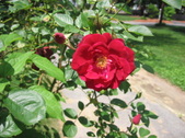 Enlarge photo 277