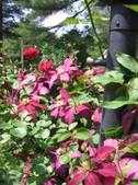 Enlarge photo 278