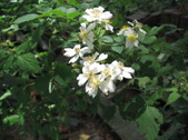 Enlarge photo 283