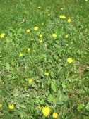 Enlarge photo 287