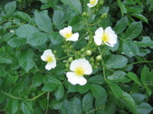 Enlarge photo 289