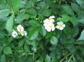 Enlarge photo 290