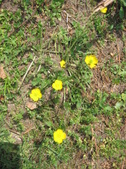 Enlarge photo 294