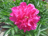 Enlarge photo 302