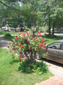 Enlarge photo 306