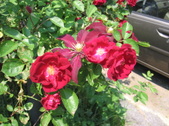 Enlarge photo 307