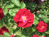 Enlarge photo 308
