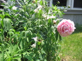 Enlarge photo 311
