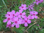 Enlarge photo 314