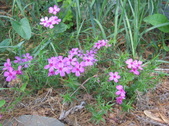Enlarge photo 315