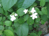 Enlarge photo 317