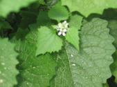 Enlarge photo 319