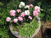 Enlarge photo 321