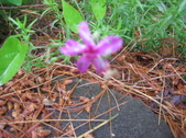 Enlarge photo 327