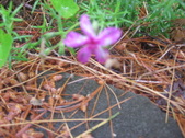 Enlarge photo 328