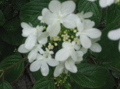 Enlarge photo 331
