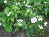 Enlarge photo 332