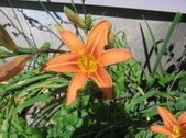 Enlarge photo 342