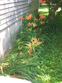 Enlarge photo 343