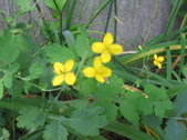 Enlarge photo 346