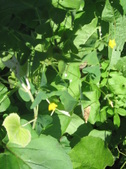 Enlarge photo 349
