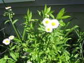 Enlarge photo 356
