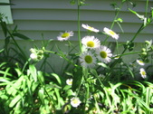 Enlarge photo 359