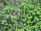 Enlarge photo 367