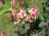 Enlarge photo 371