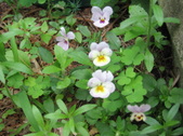Enlarge photo 372