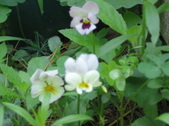 Enlarge photo 383