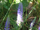Enlarge photo 390