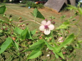 Enlarge photo 392