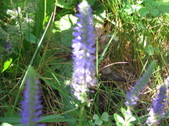 Enlarge photo 393