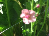 Enlarge photo 395