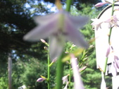 Enlarge photo 397