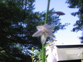 Enlarge photo 398